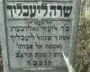 Here lies an honest woman, pure and refined, a good 
beloved soul, a loyal mother, the crown of her
her husband, Mrs. Sara/Sure Leiblich daughter
of Reb Eliezer Goldberg wife of Reb Shemuel
Leiblich, died on 6 Tevet 5692 May her soul
be bound in the bond of life